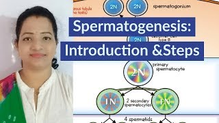 SpermatogenesisNEET Biology by SP Mam [upl. by Paulsen411]