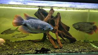 Osphronemus laticlavius  Giant Red Tail Gourami [upl. by Mhoj]