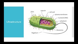 Bacterial ultrastructure [upl. by Huoh]