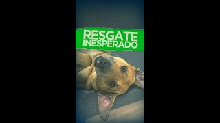 Um resgate repleto de amor [upl. by Westberg167]