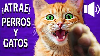 ❤️ ¡GATOS MAULLANDO para tu PERRO o GATO  ¡Garantizado ❤️ [upl. by Endo190]