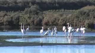 Documental sobre el Paraje Natural Marismas del Odiel Vídeo 1 [upl. by Alphonso882]