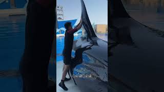 Why did the dolphin suddenly come out of the swimming pool😱quotyoutubeshorts [upl. by Trovillion603]