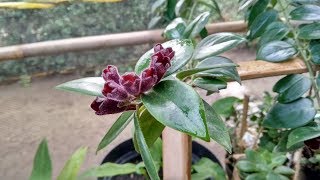 Beautiful Hanging Blooming Lipstick Plant  Aeschynanthus Radicans  Houseplant Ideas [upl. by Ekez]