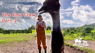 Crazy Emu Farm Adventure Gone WRONG [upl. by Noitsirhc]