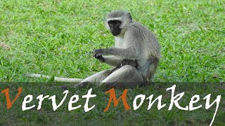 Vervet Monkey Chlorocebus pygerythrus Alarm Call amp Sounds amp Noises  Stories Of The Kruger [upl. by Turpin]