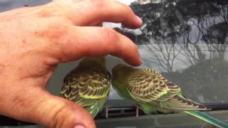 Wild Budgerigars [upl. by Nonnel809]