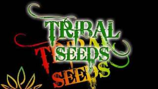 Tribal Seeds  Vampire [upl. by Niwhsa]