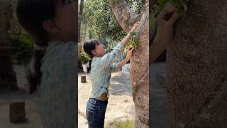 Simple life grafting dendrobium orchid plants on largest tree plants short garden farm [upl. by Anisor37]