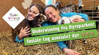 Undervisning fra Dyreparken Sosiale og usosiale dyr 🐒🐒🐒 [upl. by Ayeki335]