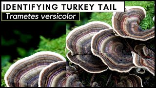 How to Identify Turkey Tail Mushroom Trametes versicolor [upl. by Ruskin885]