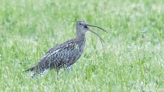 Curlew curlee call [upl. by Moscow]