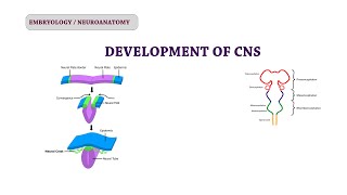 Embryology of CNS  Neuroanatomy [upl. by Ilehs220]