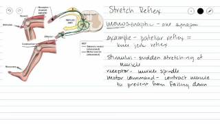 Monosynaptic Reflex [upl. by Helsa]