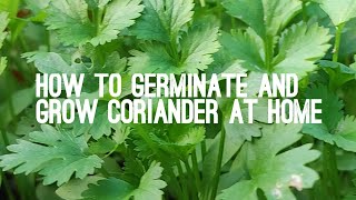 How to germinate and grow coriander at home  grow Dhaniya  winter vegetables howto grow [upl. by Aradnahc]