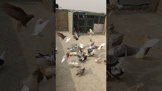 Kabotar Bazi Video ❤️ 💫 youtube pigeon birds love shorts viral trending newvideo kabotar [upl. by Xxam]