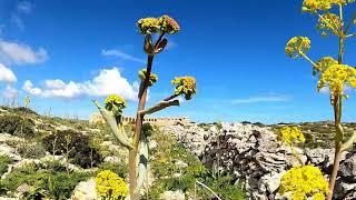 Relax with nature  A walk amongst wild flowers on Comino Island Malta [upl. by Esialb639]