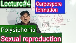 fertilization and carpospore formation in polysiphonia [upl. by Rhpotsirhc733]