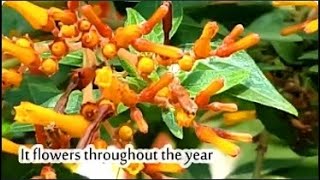 Eng sub फूल पूरे साल खिलता है flower blooms all year round Hamelia paten Hardy  2024 4 [upl. by Llirret319]