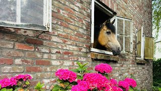 Dutch Retreat 1Lepelstraat Time for Friends and Inner Peace farm and farmhouse in the south of NL [upl. by Zondra665]