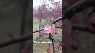 Funny malus hupehensis or Chinese crab apple shorts herbarium snow [upl. by Priebe]