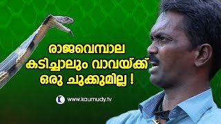 What if King Cobra Attacks amp Bites Vava Suresh   Kaumudy TV [upl. by Eigroeg937]