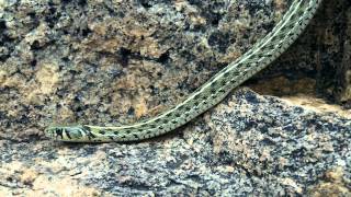 Wild chequered garter snake  Thamnophis marcianus [upl. by Arnold189]