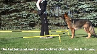 Longieren mit dem Hund [upl. by Hellah]