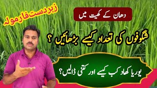 How to increase tillering in rice crop  How to use urea in paddy fields  Abid Ali Agrarian [upl. by Peta773]