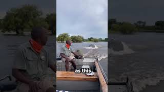 Unbelievable Boat Chased by Enraged Hippo shorts wildlife [upl. by Lytsyrk417]