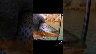 Fall brown trout fishing 2024 newmexicofishing browntroutfishing fishing [upl. by Aienahs42]