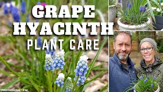 💜 Grape Hyacinth Care  Muscari armeniacum  SGD 361 💜 [upl. by Pearl811]