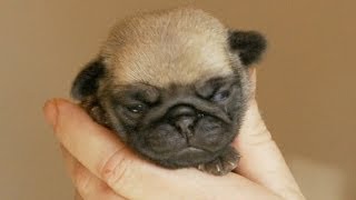 A Handful of Tiny Pug Puppy [upl. by Eentrok]