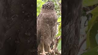 HawkLife Eaglelife Hawk Owl Wildlife Animal Dailyanimals Eagle wildlifedaily BirdLife [upl. by Gilmer]