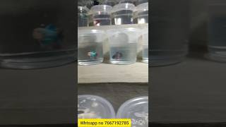 Ohm ka female Betta egg loaded for sale Jamshedpur area [upl. by Nosreg272]