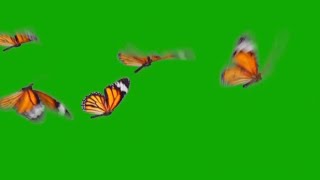 Real butterflies flying green screen [upl. by Dagmar]