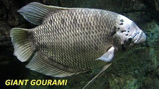 Ikan Gurame  Giant Gourami [upl. by Yzzik932]