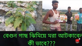 বেগুন গাছ ঝিমিয়ে মরা আটকাবেন কী ভাবেVVESTIGE AGRI PRODUCTS RESULTS ON BRINJAL CROPS [upl. by Eceined741]