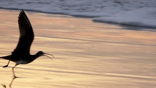 Sound of Whimbrel [upl. by Gussy]