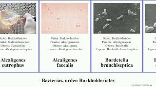 Bacterias orden Burkholderiales faecalis cepacia bronchiseptica Alcaligenes Comamonadaceae Heads [upl. by Doerrer90]