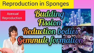 Reproduction in Sponges [upl. by Annawt]