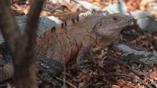 Ctenosaura similis John H Baltodano Calvo [upl. by Lennor782]