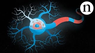 Inside ALS The neurons behind the disease [upl. by Serica]