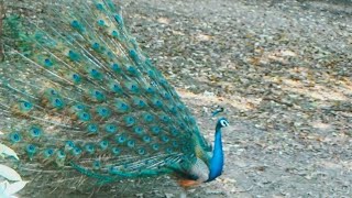 Watch how the Peacock dances to attract the PeahenBeautiful Peacock dance । SKK Earth [upl. by Ecylahs121]