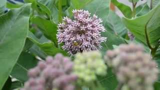 HERBE AUX PERRUCHES  Asclepias syriaca   1 [upl. by Grantley]