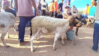 A FEIRA DE CAPRINOS E OVINOS DE FOLHA MIÚDA CARNEIRO DORPER 03112024 nordeste [upl. by Arabela]