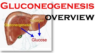 Gluconeogenesis overview [upl. by Oirasor]