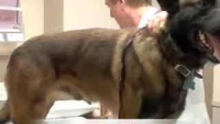 Dog Training  AKC Stand for examination at Vets office [upl. by Aititel]