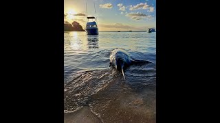 Marlin bleu 745 Lbs Pêche au gros à lÎle Maurice avec Letriofishing [upl. by Wylma787]