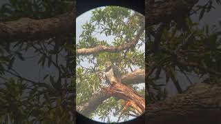 Harpy Eagle at her nest Presidente Figueiredo Brazil kowasportingoptics x PhoneSkope [upl. by Mcquoid]